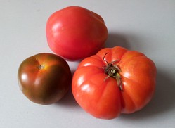 Tomaten, Foto: lmd