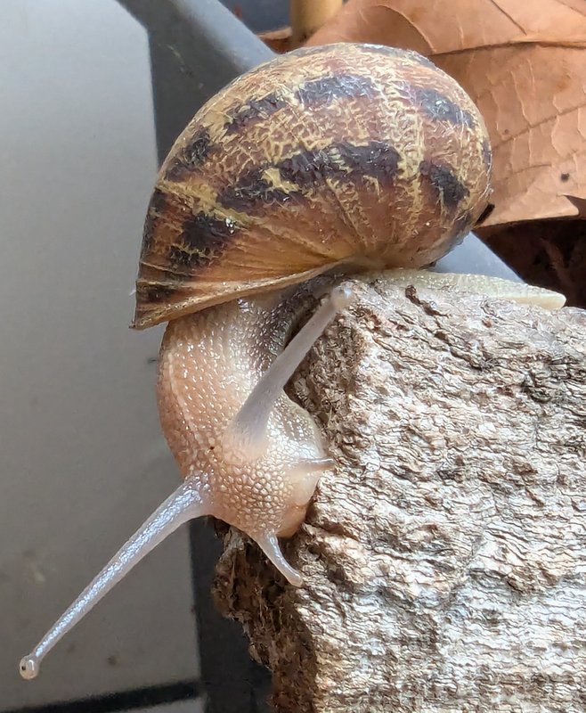 Foto einer Weinbergschnecke auf einem Stück Rinde.